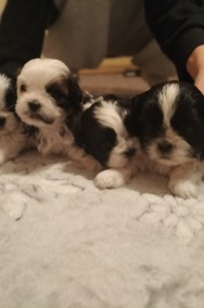 5 Szczeniaków shih tzu na sprzedaż -2