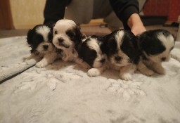 5 Szczeniaków shih tzu na sprzedaż 