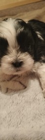 5 Szczeniaków shih tzu na sprzedaż -3