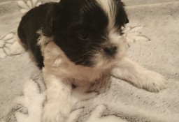 5 Szczeniaków shih tzu na sprzedaż 