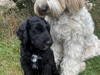 Australian Labradoodle-1