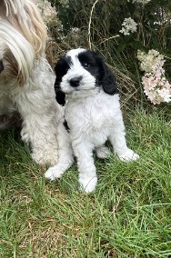 Australian Labradoodle-2