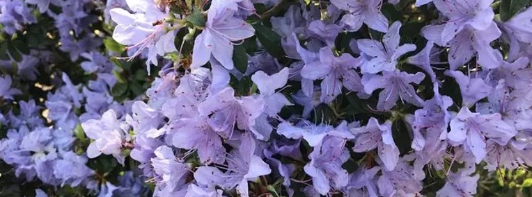 Różanecznik 'Blue Tit/Rhododendron 'Blue Tit C3 -1
