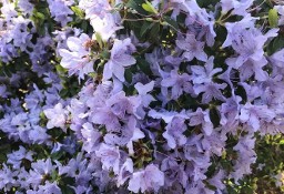 Różanecznik 'Blue Tit/Rhododendron 'Blue Tit C3 