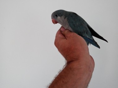 Sprzedam papugi ręcznie karmione-1