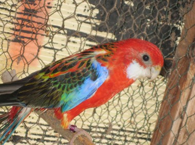 Papugi Razelle Białolice czerwone z 22 r.-1