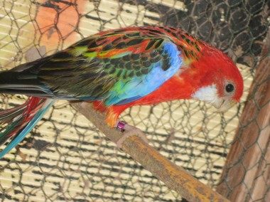 Papugi Razelle Białolice czerwone z 22 r.-2
