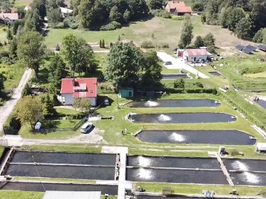 Gospodarstwo rybackie Gmina Grunwald hodowla pstrąga tęczowego-1