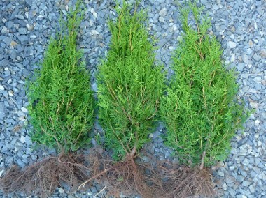 TUJA BRABANT 70-100CM! THUJA BRABANT 70-100CM! - SADZONKA DOSTAWA GRATIS-1