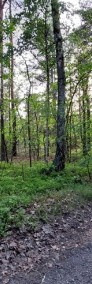 Działka w otoczona zielenią w Zagościncu-3