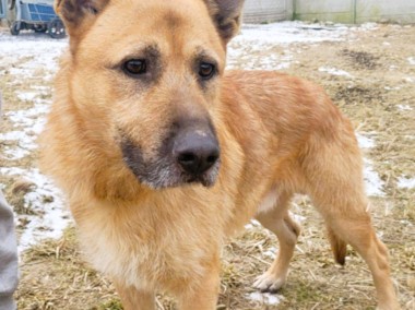 ARGO - piękny, kochany psiak w typie owczarka do adopcji-1