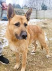 ARGO - piękny, kochany psiak w typie owczarka do adopcji