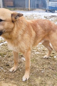 ARGO - piękny, kochany psiak w typie owczarka do adopcji-3