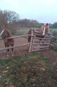 Sprzedam klacz zimnokwista zrebna że zrubko -2