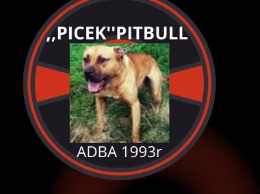 Amerykański Pitbull Terrier-szczeniaki-1