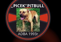 Amerykański Pitbull Terrier-szczeniaki
