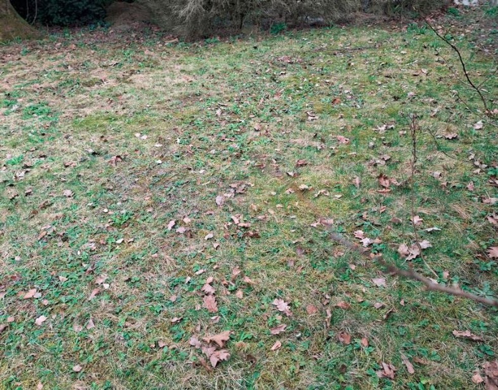DĄBROWA LEŚNA - Widok 5