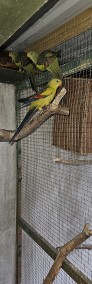 Papugi Górskie Bergi-4
