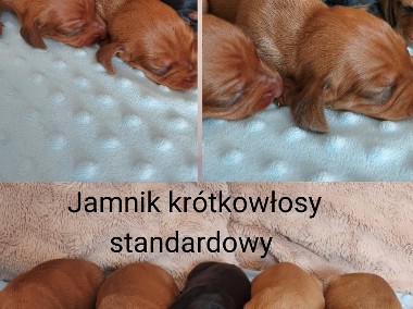 Jamnik standardowy krótkowłose szczenię FCI-1