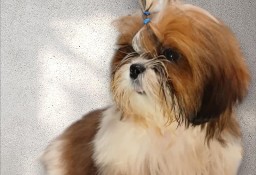 Shih-tzu piesek FCI z kompletem szczepień