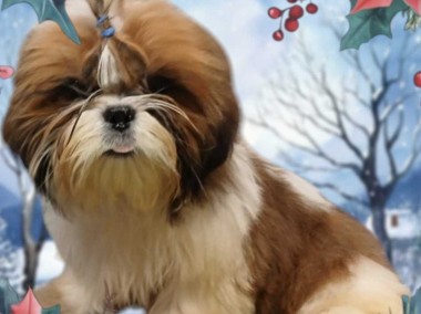 Shih-tzu piesek FCI z kompletem szczepień-2