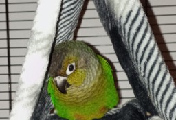 Ręcznie karmiona oswojona papuga rudosterka zielonolica 