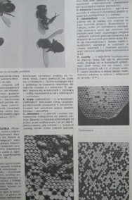 Encyklopedia pszczelarska / pszczelarstwo / pszczoły / miód/kit/pierzga-2
