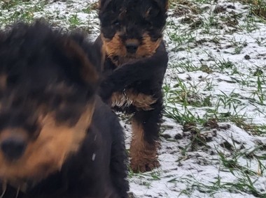 Airedale Terrier szczeniaki puppies -1