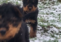 Airedale Terrier szczeniaki puppies 