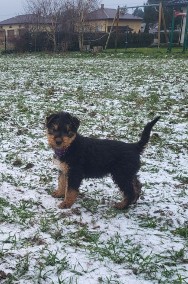 Airedale Terrier szczeniaki puppies -2