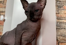 miniKot  Sphynx • Piękny Gremlinek kocurek o imieniu KiWi.2  W-wa