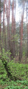 Działka leśna Rusiec-3