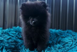 Szpic Miniaturowy, Pomeranian - Suczka Black