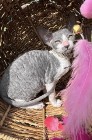 Piękna kotka cornish rex imię love 