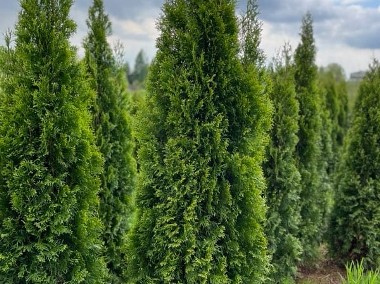 THUJA SMARAGD TUJA SZMARAGD 220-250CM DOSTAWA GRATIS!-2