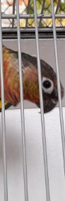 Papugi Rudosterki/Rudosterka-3