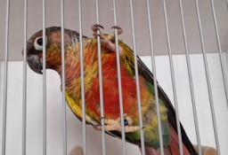 Papugi Rudosterki/Rudosterka