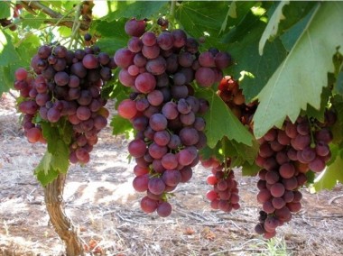 Słodki bezpestkowy winogron. RELIANCE sadzonki winorośli -27°C-1