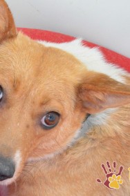 ARKADIA-Malutka ruda sunia szuka kochającego domu-adopcja-2