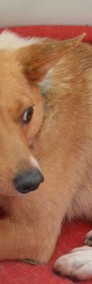 ARKADIA-Malutka ruda sunia szuka kochającego domu-adopcja-3