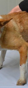ARKADIA-Malutka ruda sunia szuka kochającego domu-adopcja-4