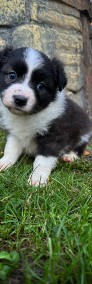 Border Collie -3