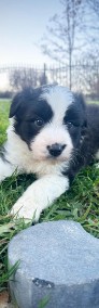 Border Collie -4