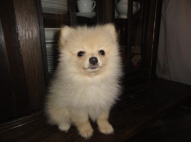 Szpic miniaturowy - Pomeranian-1