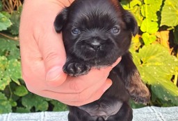 Szczenięta Shih tzu ZKWP 