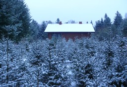 Choinki świerk i jodła, Głębocko 20, gm. Murowana Goślina, woj. Wielkopolskie