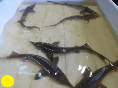Ryby narybek -1