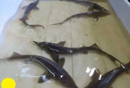 Ryby narybek 
