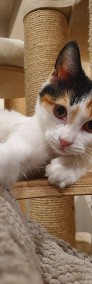 KOT: Prześliczna Grzanka z Fundacji Miasto Kotów czeka na własny dom-3