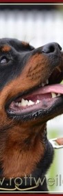 Rottweiler - krycie w Austrii, rodowód ZKwP.FCI-3